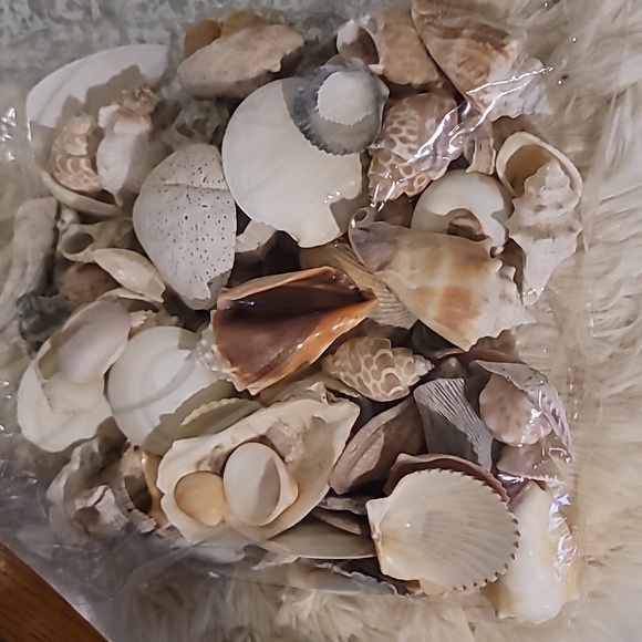 Shell Bundle Atlantic - Picture 9 of 9